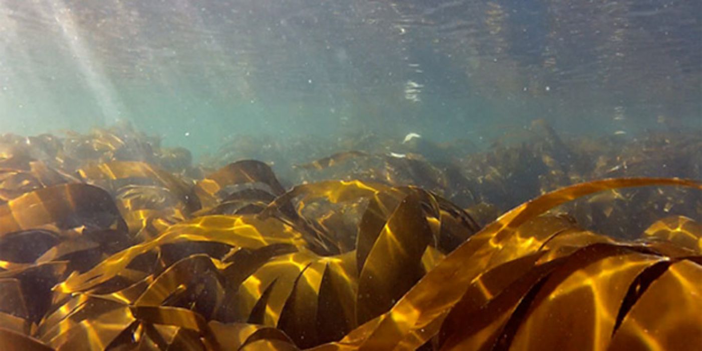 Speisefische sind mit Mikroplastik belastet.