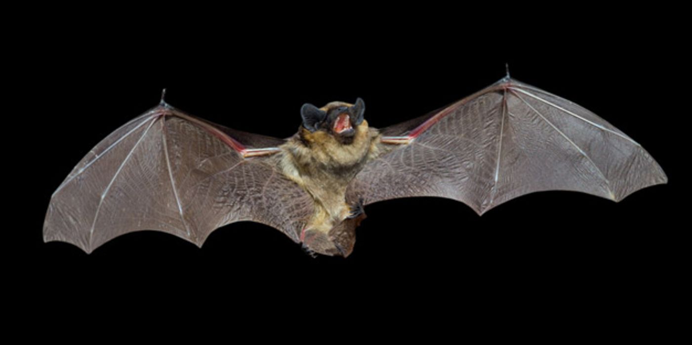 Vampirfledermaus