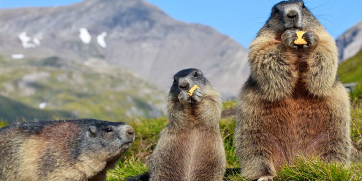 3 Murmeltiere auf einer Bergwiese