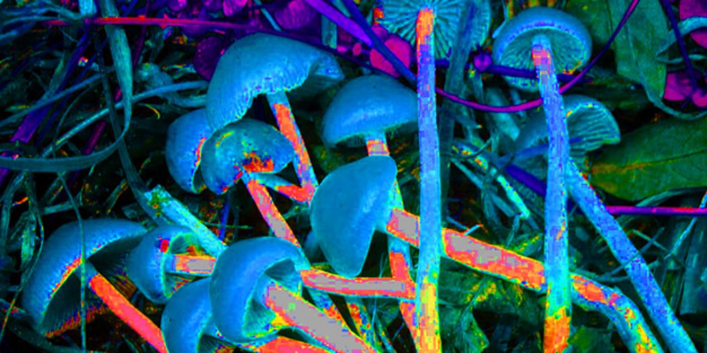 Magic Mushrooms