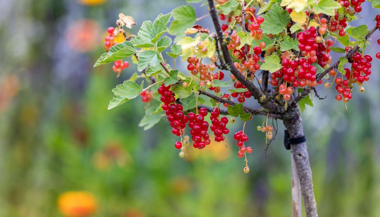 Rote Johannisbeeren am Strauch