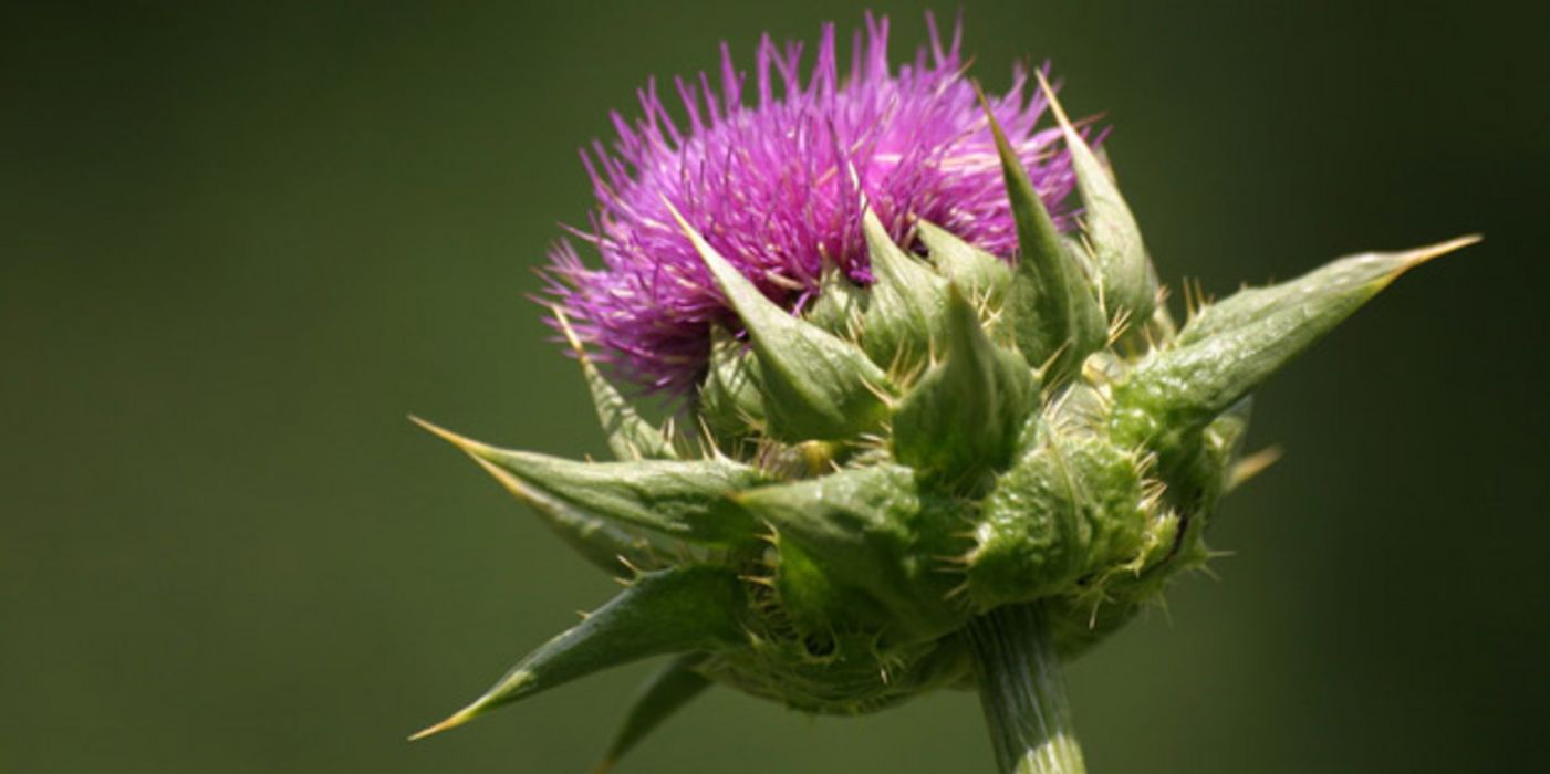 Blüte einer Mariendistel