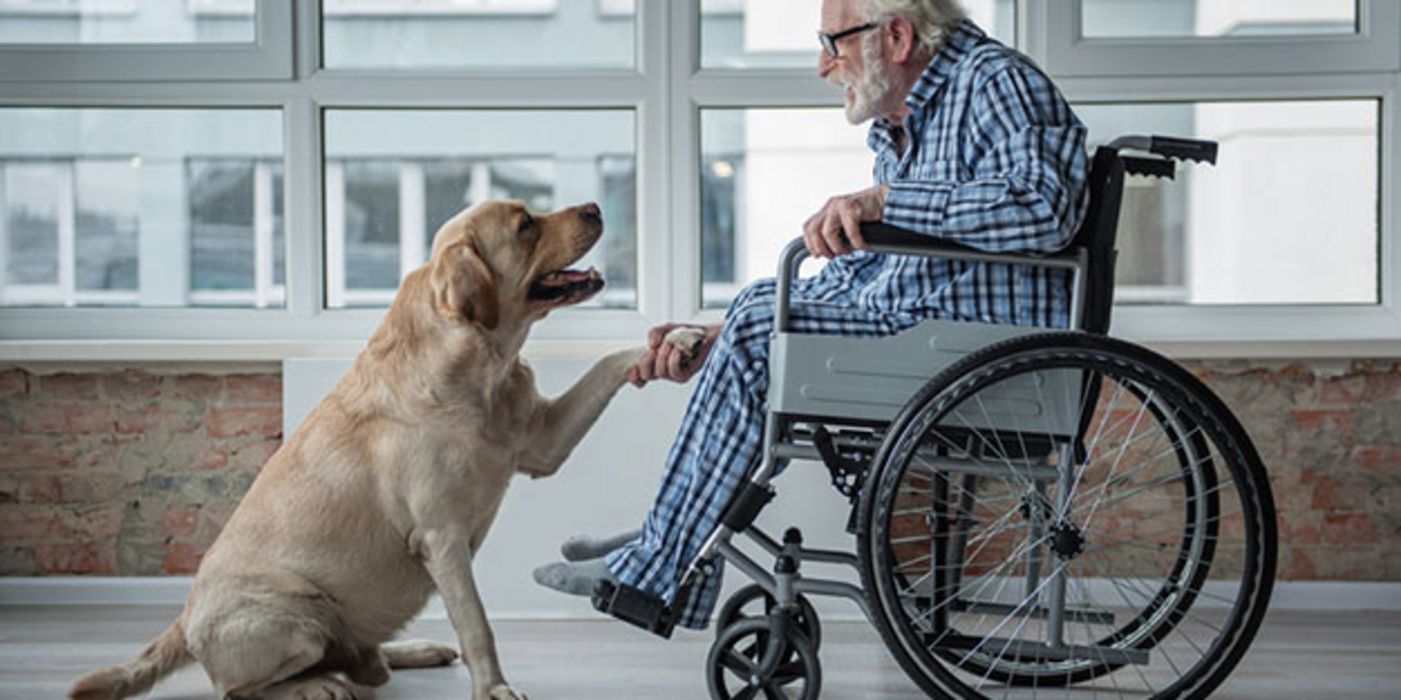 Hunde zeigen Reaktionen auf emotionale Bedrängnissituationen und wollen unterstützen.