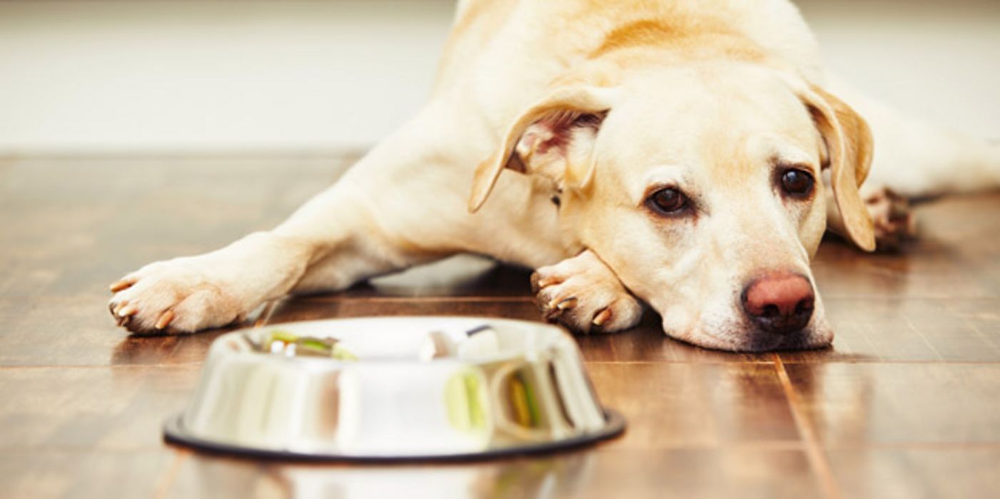 Forscher fanden in jedem zweiten untersuchten Hundefutter multiresistente Bakterien.