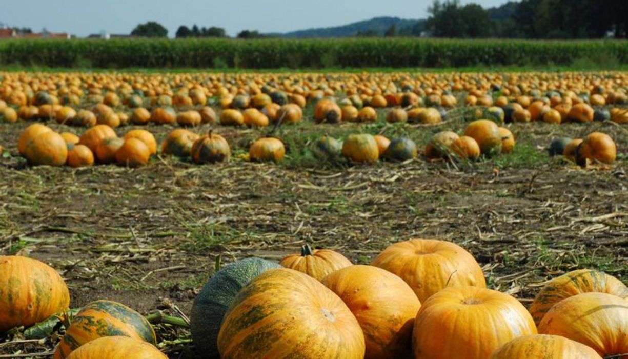 Herbstfrüchte sind nicht nur lecker, sondern auch gesund.