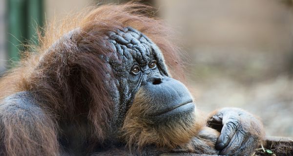 Foto eines ausgewachsenen Orang-Utan.