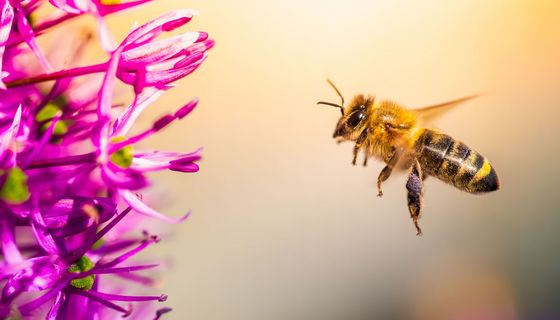 Honigbiene fliegt auf eine violette Blume zu.