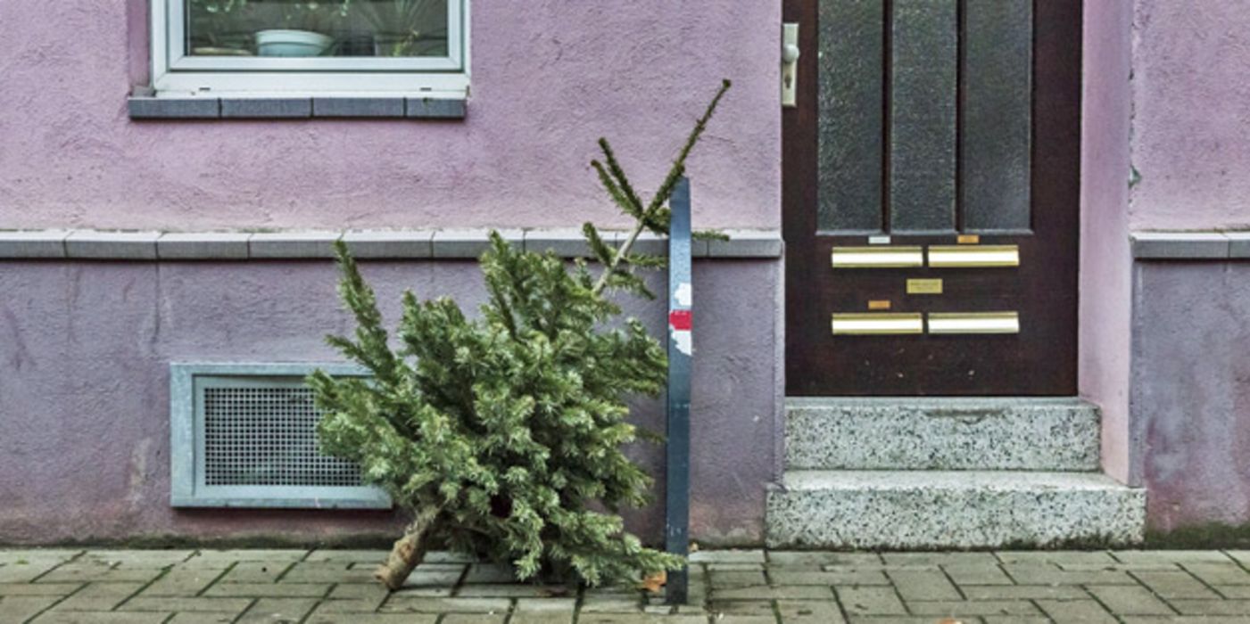 Tannenbäume könnten nachhaltig recycelt werden.