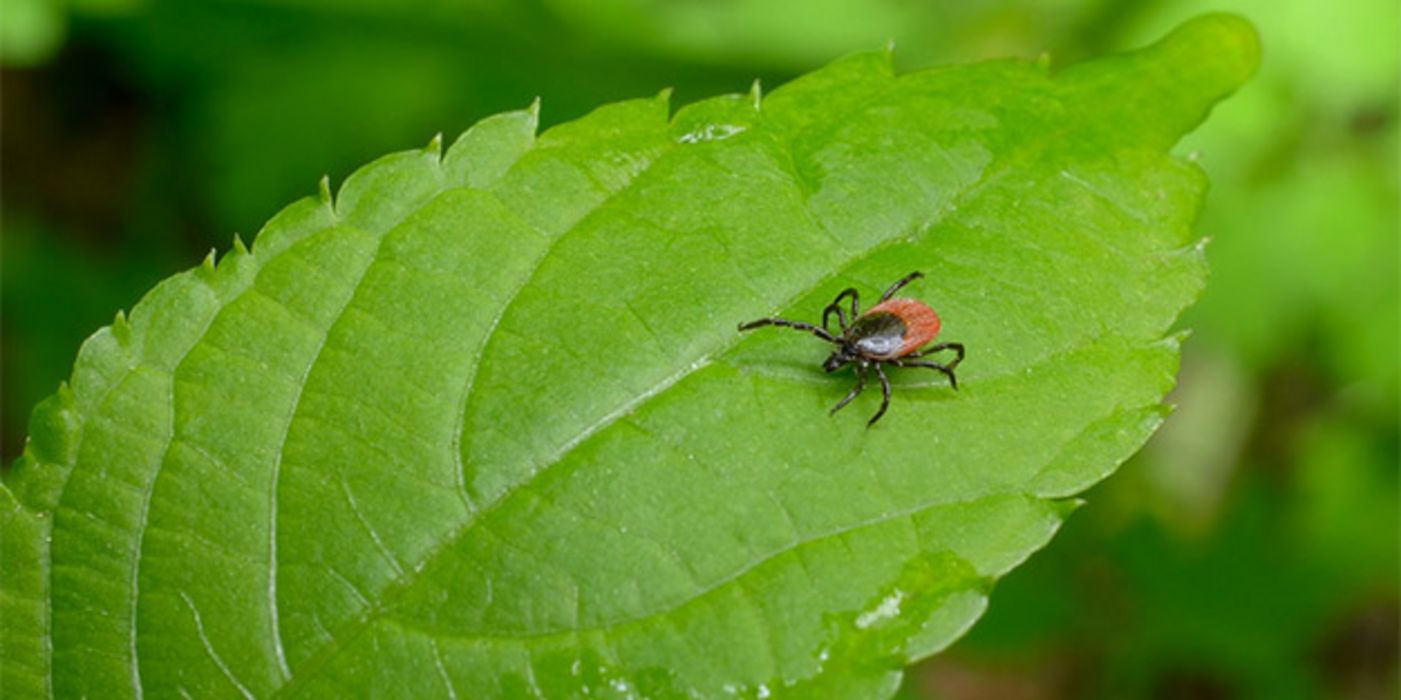 Zecke auf Blatt