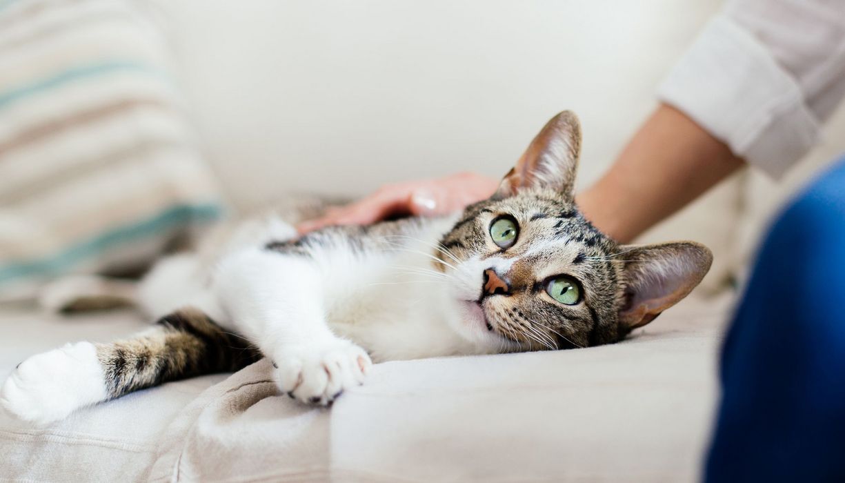 Katze, wird von einer Frau gestreichelt.