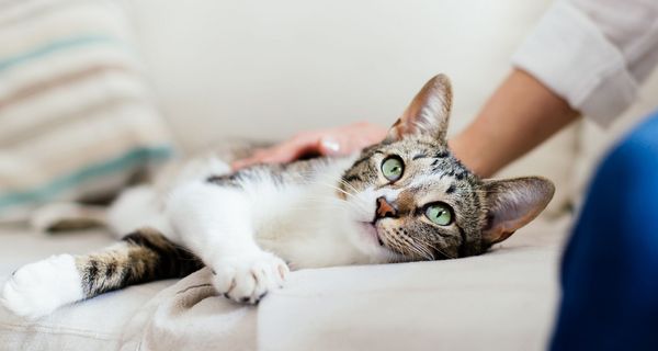 Katze, wird von einer Frau gestreichelt.