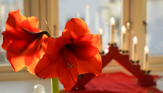 Amaryllis.