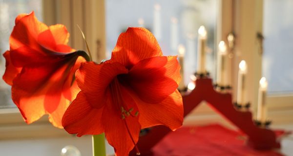 Amaryllis.