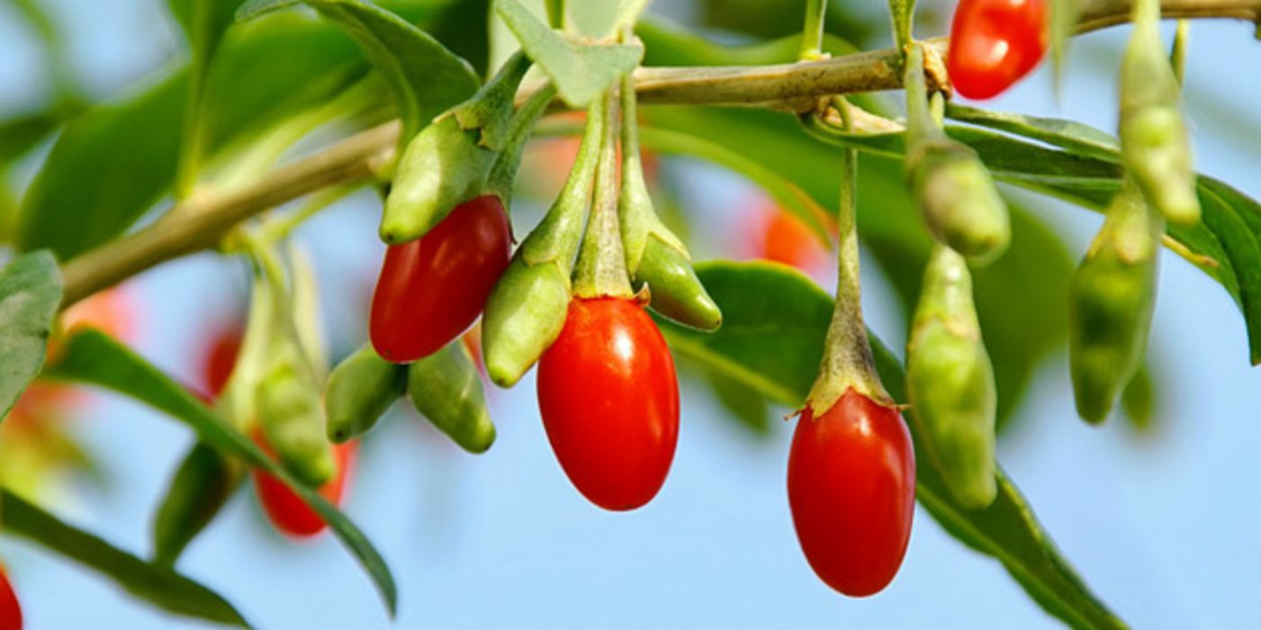 Goji-Beeren am Strauch