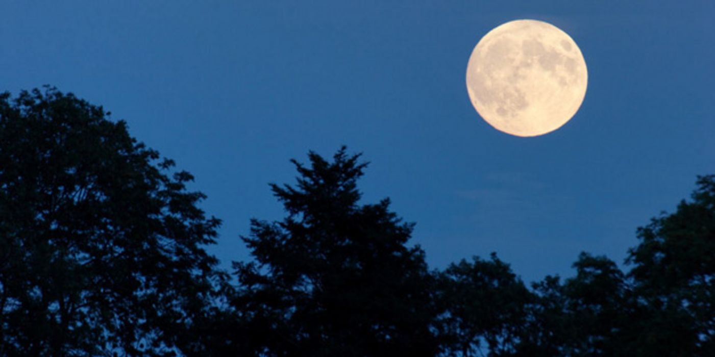 Vollmond über Baumkronen