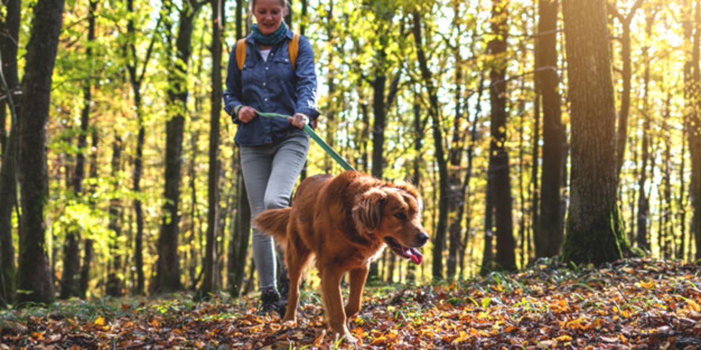 Auch Hunde und Katzen können von Zecken gestochen werden.