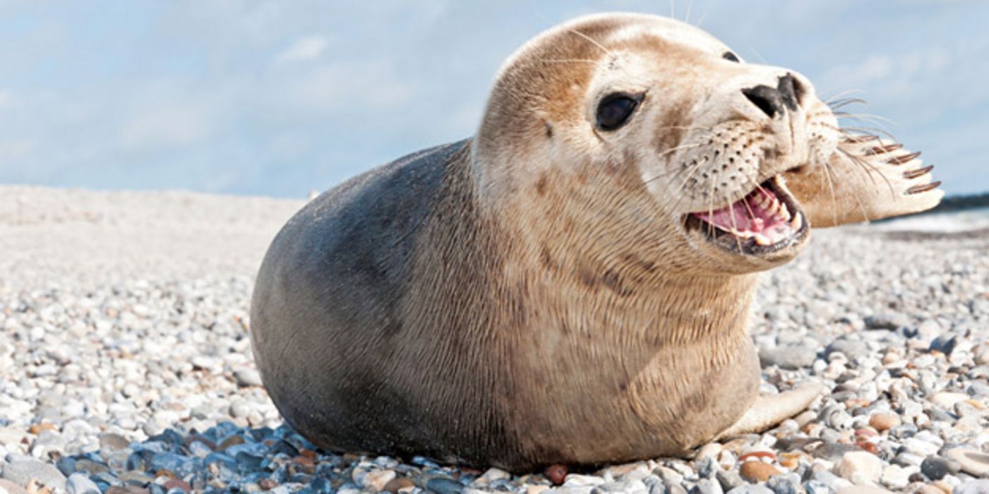 Robbe am Strand von Helgoland