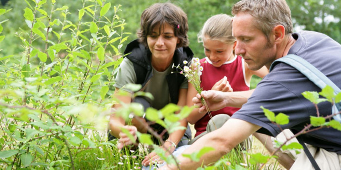 Vater, Tochter (ca. 10 Jahre), Mutter pflücken Gänseblümchen bei einer Wanderung, im Hintergrund Wald