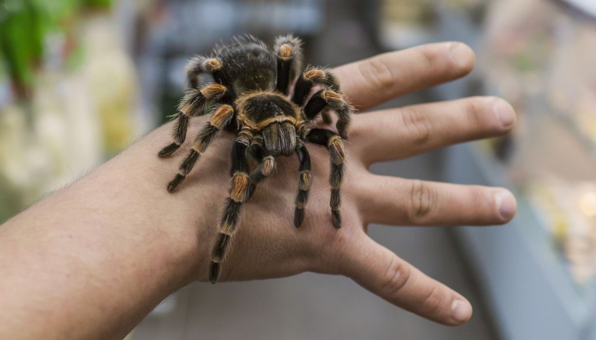 Vogelspinne, sitzt auf der Hand eines Menschen.