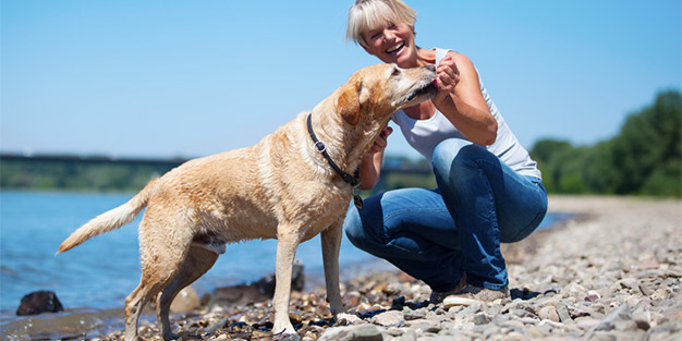 Hunde helfen, Brustkrebs zu verstehen