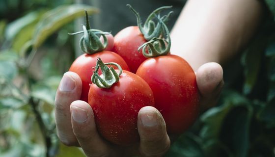 Tomaten können einen Gicht-Anfall auslösen.