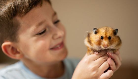 Junge hält einen Hamster vorsichtig in den Händen und strahlt ihn an.