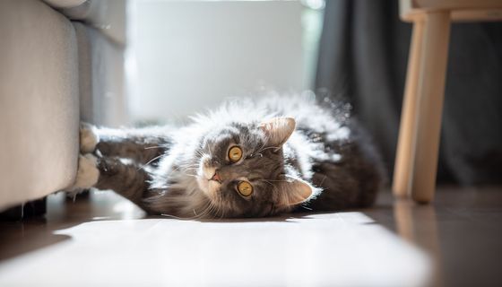 Katze, schaut in die Kamera.